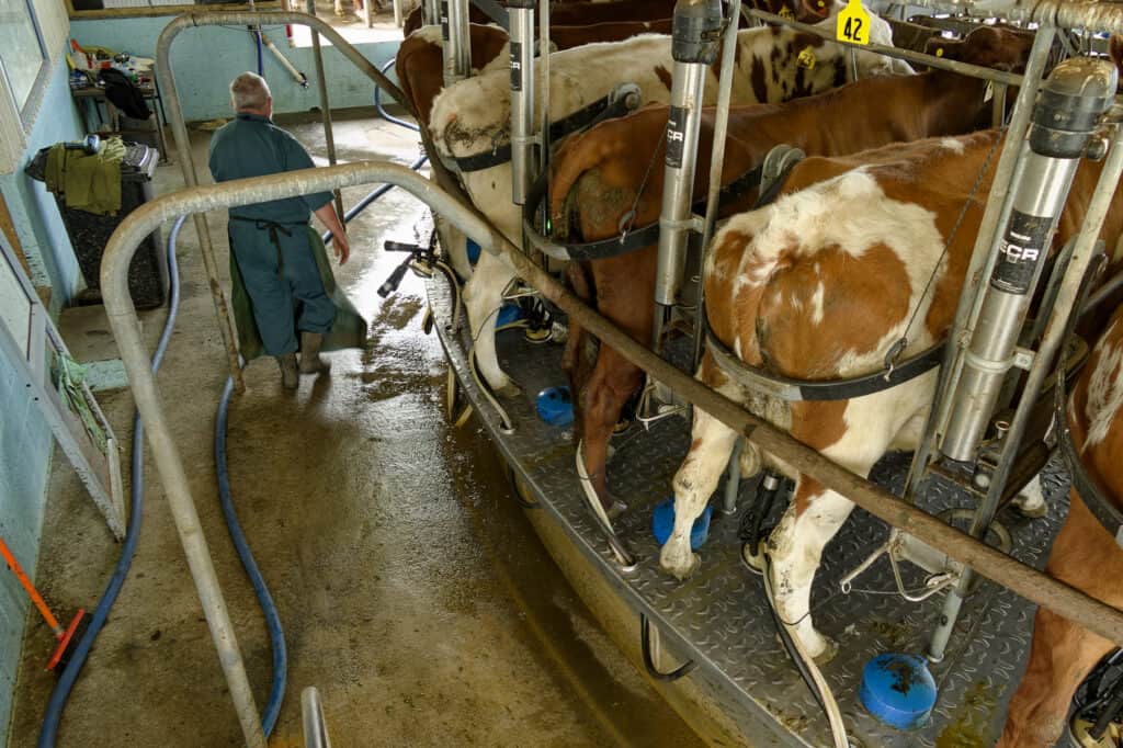 The cows are fed 3kg per day of an Agrifeeds blend of PKE, DDG through the in-shed feed system along with zinc and other minerals. During spring some biscuit cereal is for added energy and during summer some tapioca is added to the mix.