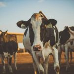 A new peer-reviewed study published by researchers from the CLEAR Center at the University of California at Davis shows the California dairy sector is on target to reach the state’s world leading methane reduction goals and can reach climate neutrality by 2030.