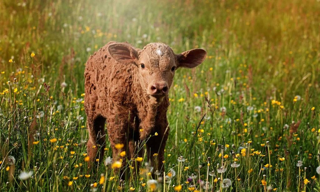 Celebrate June Dairy Month with a Farm Tour, Food and Activities at Hickory Hill Farms near Hospers