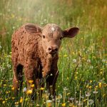 Celebrate June Dairy Month with a Farm Tour, Food and Activities at Hickory Hill Farms near Hospers