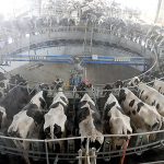 China’s Smaller Dairy Farms Go Bust as Milk Prices Fall, Feed Costs Rise