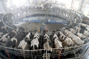 China’s Smaller Dairy Farms Go Bust as Milk Prices Fall, Feed Costs Rise