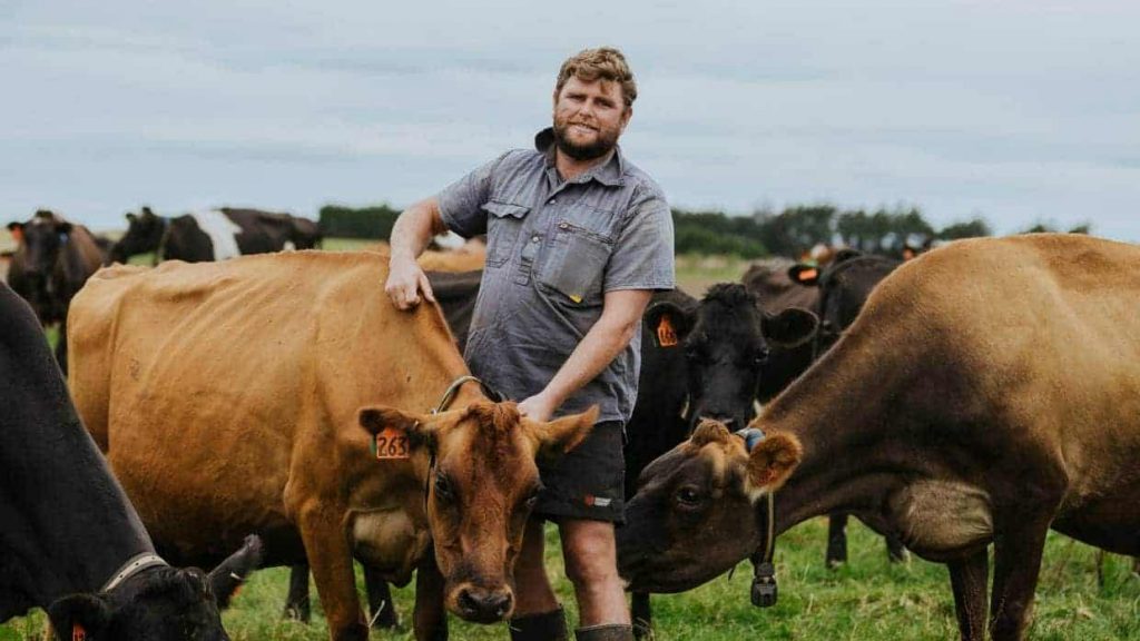 Animals: Cows at the centre of wintering decisions