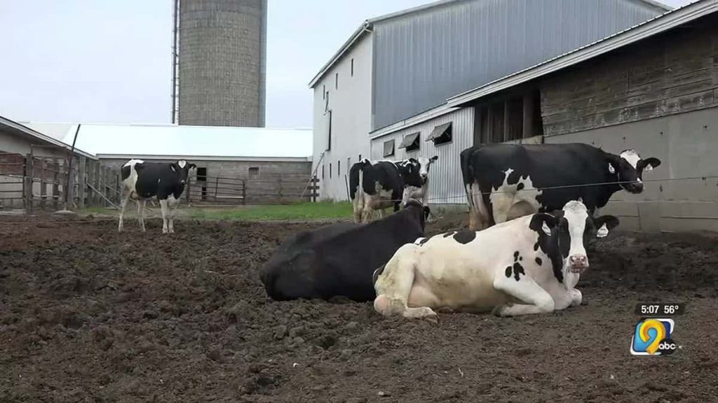 Dairy and beef farmers adapt to changing demand