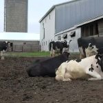 Dairy and beef farmers adapt to changing demand