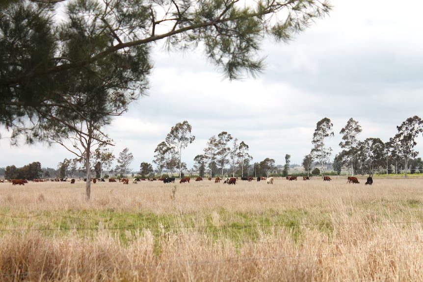 Dairy farmer uses multi-species, legumes and charcoal to combat climate change2 conv