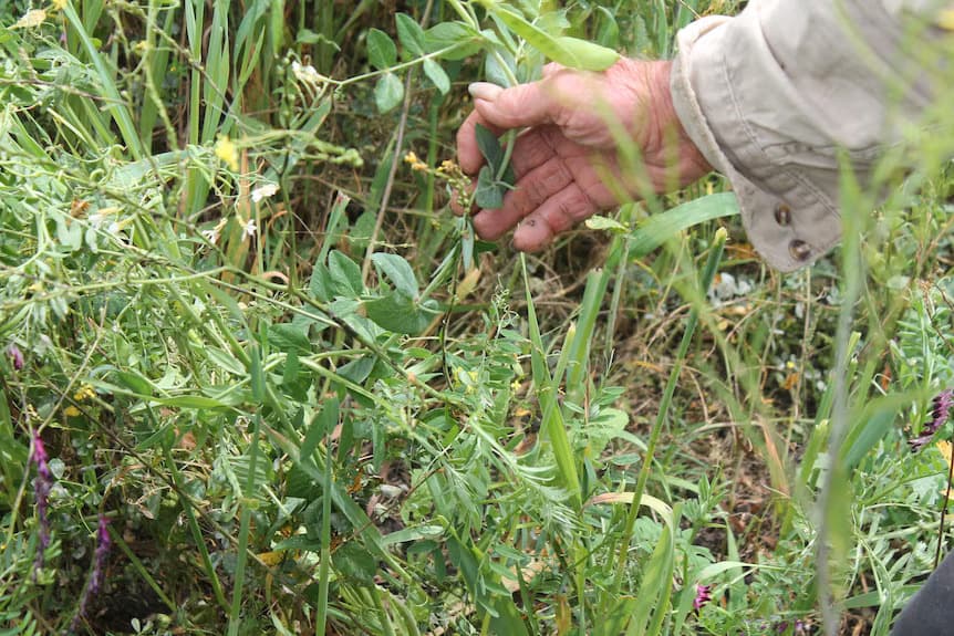 Dairy farmer uses multi-species, legumes and charcoal to combat climate change3 conv