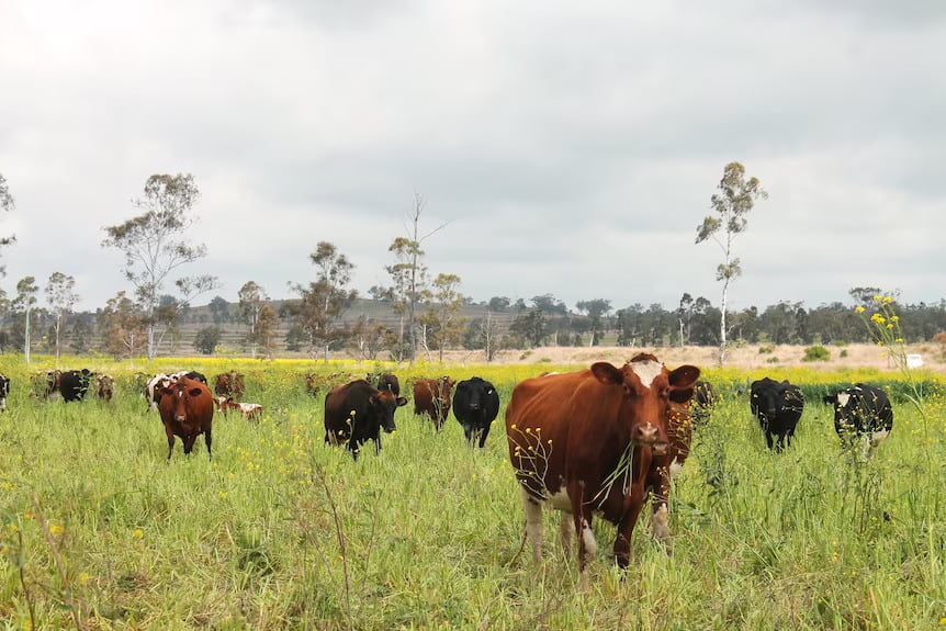 Dairy farmer uses multi-species, legumes and charcoal to combat climate change4 conv