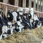 Dairy forum helps set reform recommendations