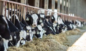 Dairy forum helps set reform recommendations