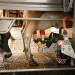 How Innovation Helps Dairy Farmers Take Control of Their Time