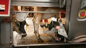 How Innovation Helps Dairy Farmers Take Control of Their Time