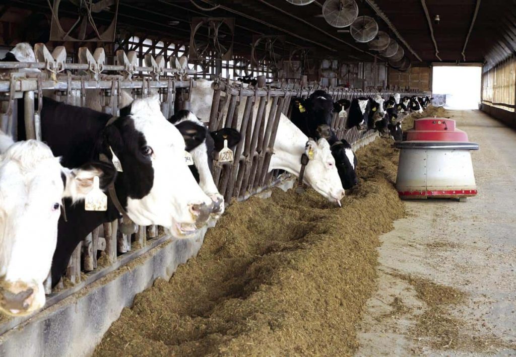 How innovation helps dairy farmers take control of their time