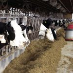 How innovation helps dairy farmers take control of their time