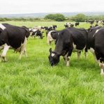 It’s decision time on dairy farms across Northern Ireland