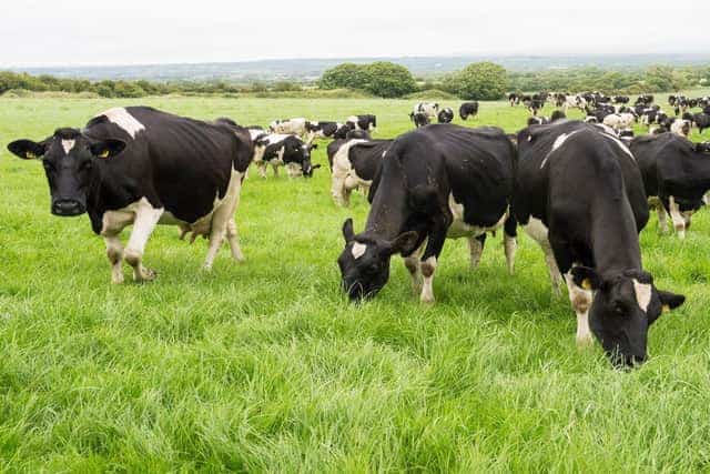 It’s decision time on dairy farms across Northern Ireland