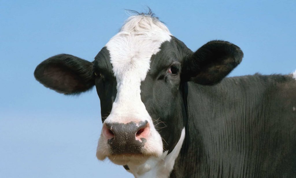 Local dairy farmers are getting udderly squeezed out