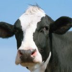 Local dairy farmers are getting udderly squeezed out