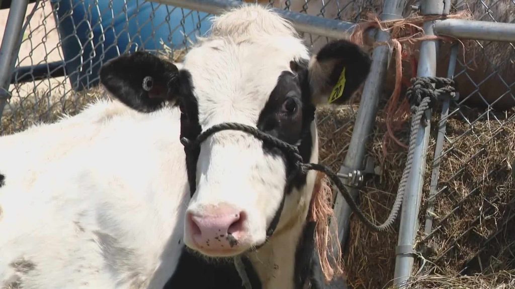 Maine farmers impacted by PFAS worry multi-million-dollar fund will fall short