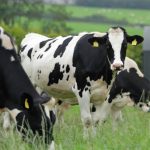 Manage dairy farm cashflow and avoid the ‘cost of farming squeeze’