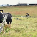 Milk drought in Far North Queensland dairy towns blamed on 'perfect storm