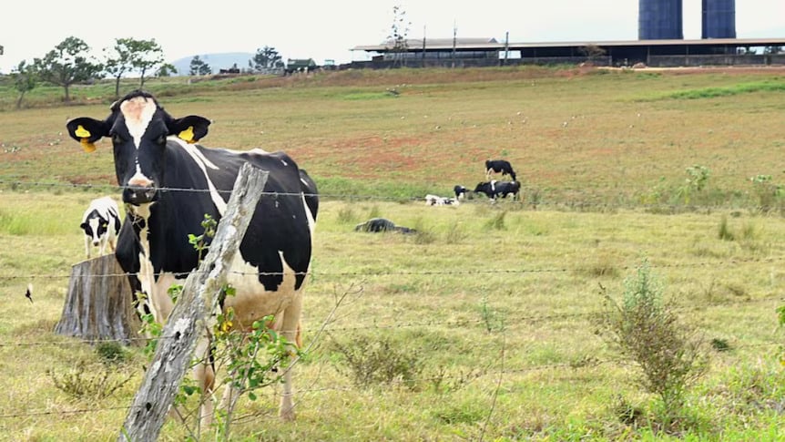 Milk drought in Far North Queensland dairy towns blamed on 'perfect storm