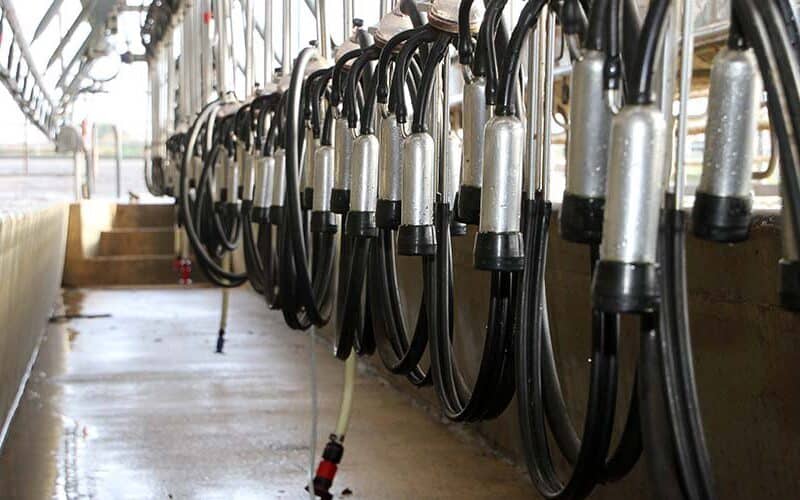 Milk production season dribbles to close