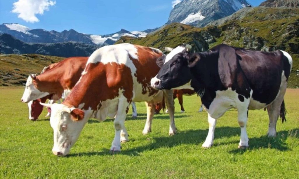 Nestlé ‘exploring solutions’ to reduce methane emissions through feed