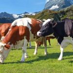 Nestlé ‘exploring solutions’ to reduce methane emissions through feed