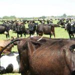 Dairy cow numbers are at their lowest level in New Zealand since 2011.