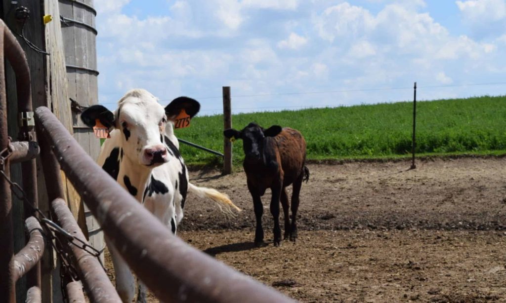 New federal funding aims to offset high feed costs for organic dairy farms