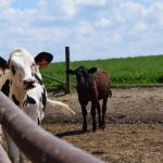 New federal funding aims to offset high feed costs for organic dairy farms