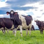 New Zealand dairy leads the way in low-carbon agriculture, but we can’t sit still.