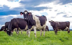 New Zealand dairy leads the way in low-carbon agriculture, but we can’t sit still.