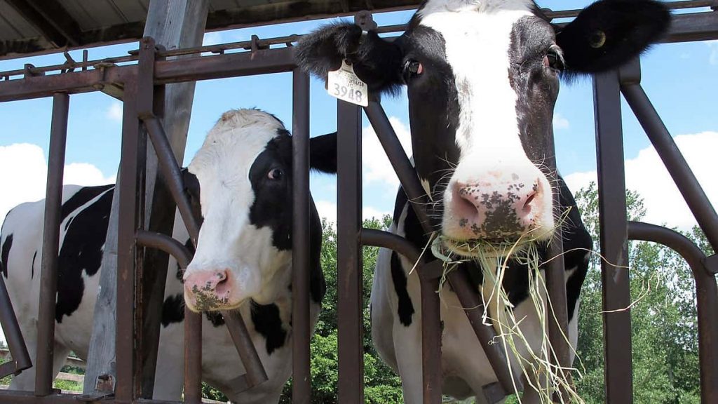 Raw milk backers say it’s part of 'food justice' debate