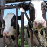 Raw milk backers say it’s part of 'food justice' debate