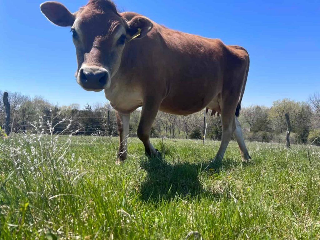 Raw milk sales will soon be legal in Iowa, joining most of Midwest