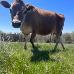 Raw milk sales will soon be legal in Iowa, joining most of Midwest