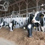 Simple Management Steps for a High Fertility Cycle in Your Dairy Herd