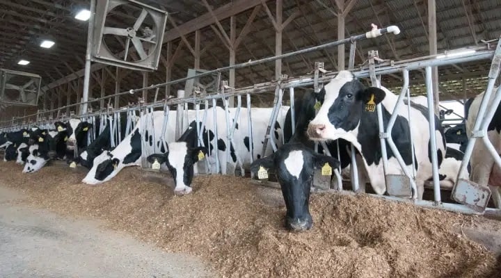 Simple Management Steps for a High Fertility Cycle in Your Dairy Herd
