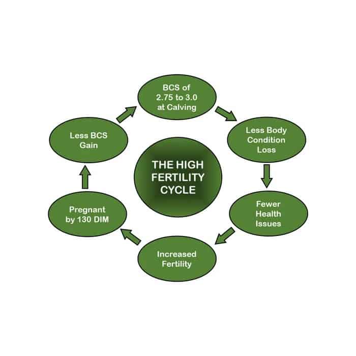 Simple Management Steps for a High Fertility Cycle in Your Dairy Herd1