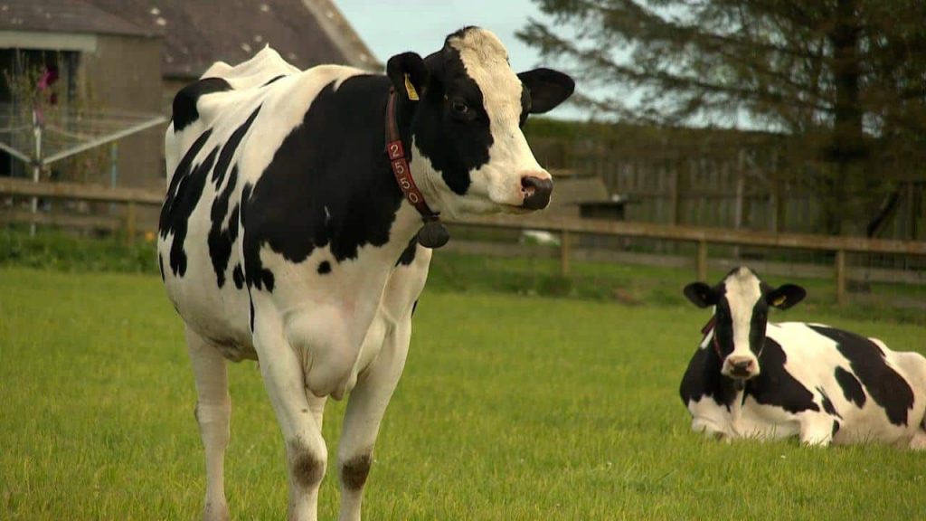 Struggling dairy farmers 'face collapse' as milk price drops