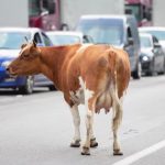 US dairy farmers want to turn milk production waste into biofuel for cars