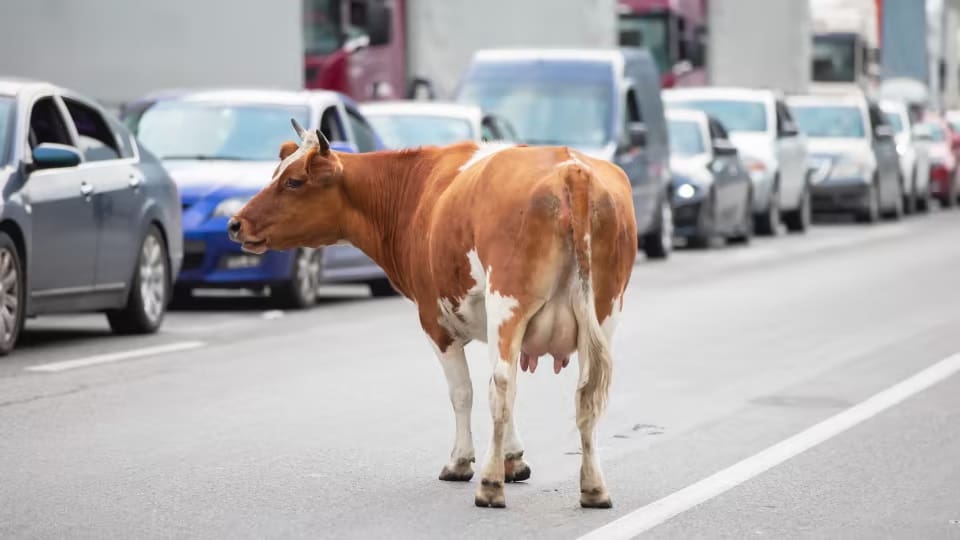 US dairy farmers want to turn milk production waste into biofuel for cars