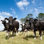 Unified, credible animal evaluation index could lift dairy farmers’ profit - DairyNZ