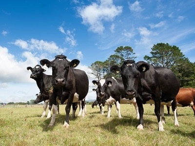 Unified, credible animal evaluation index could lift dairy farmers’ profit - DairyNZ