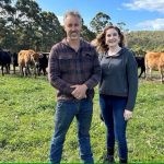 WA family farm produces Jersey beef with marbling scores it says rivals the best Wagyu