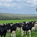 WAFarmers plans to milk Instagram in celebration of World Milk Day