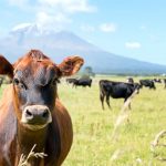 What’s the global picture for dairy markets