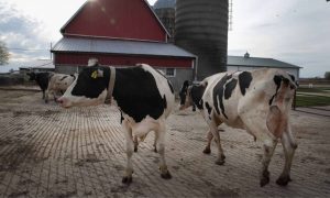 Wisconsin author Michael Perry tackles farmers’ mental health struggles